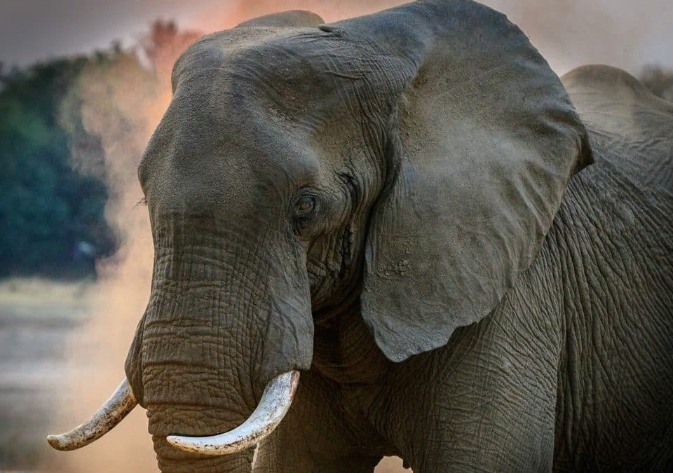 YOUR STATE OF “LEARNED HELPLESSNESS”